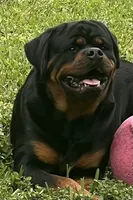 Champion, a male Rottweiler for sale in Miami, FL – 4 of 7