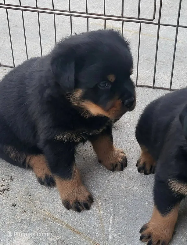 AKC Male – Rottweiler puppy for sale in Miami, FL