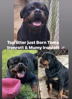 AKC female , a female Rottweiler for sale in Miami, FL – 3 of 6