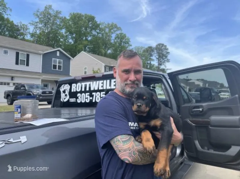 Toma  – Rottweiler puppy for sale in Miami, FL