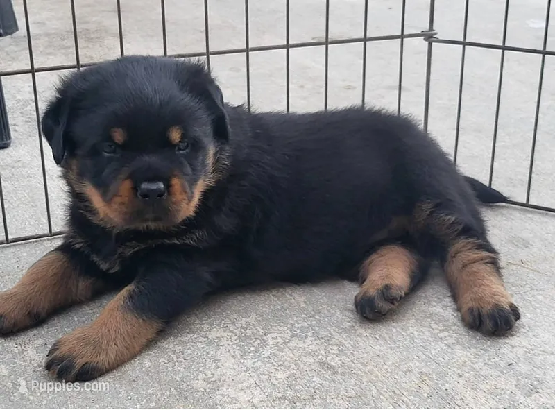 AKC Male – Rottweiler puppy for sale in Miami, FL