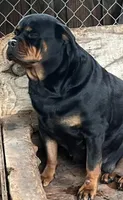 AKC female , a female Rottweiler for sale in Miami, FL – 5 of 6
