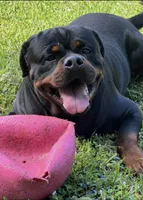 AKC female , a female Rottweiler for sale in Miami, FL – 6 of 6