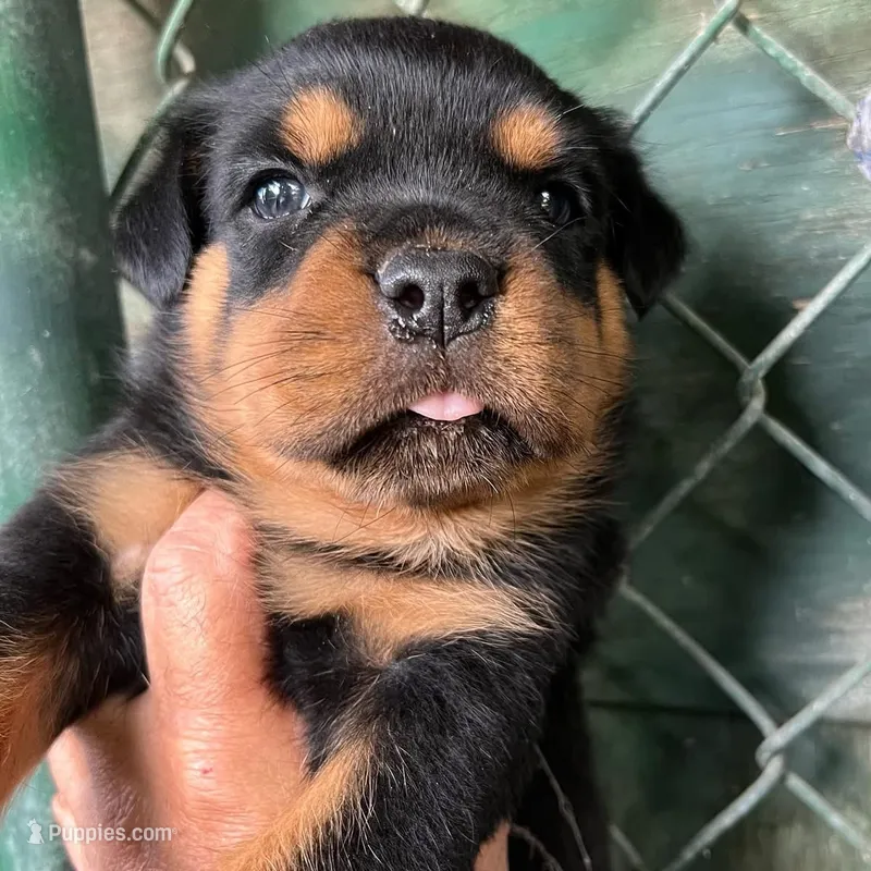 Champion – Rottweiler puppy for sale in Miami, FL