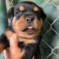 Female AKC, a female Rottweiler for sale in Miami, FL – 2 of 3