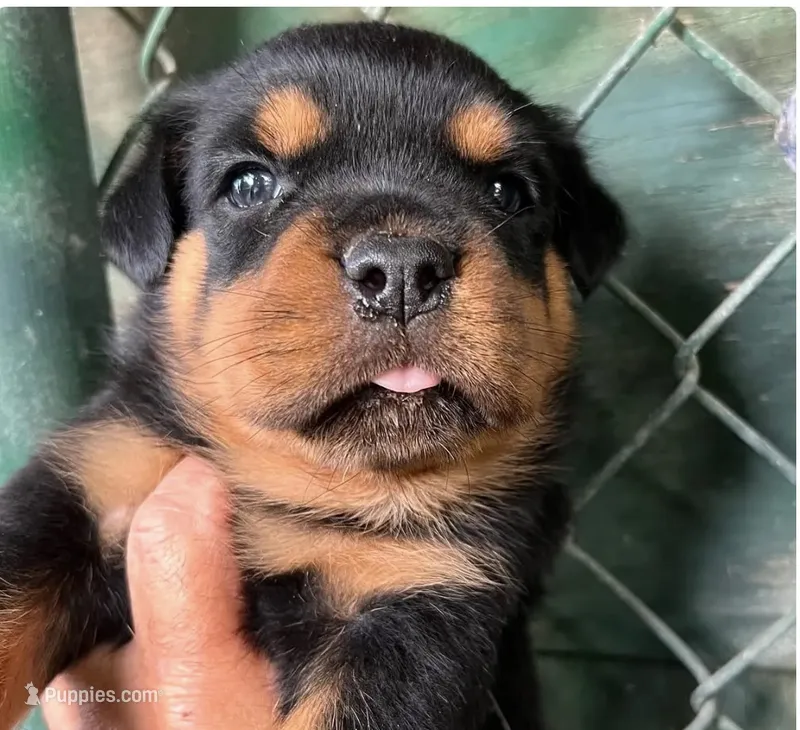 AKC female  – Rottweiler puppy for sale in Miami, FL