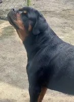 Champion, a male Rottweiler for sale in Miami, FL – 7 of 7