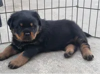 AKC female , a female Rottweiler for sale in Miami, FL – 1 of 6