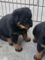 AKC female , a female Rottweiler for sale in Miami, FL – 2 of 6