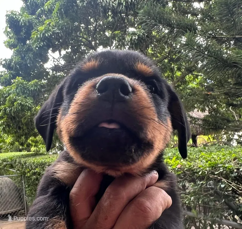 AKC female  – Rottweiler puppy for sale in Miami, FL