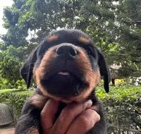 AKC female , a female Rottweiler for sale in Miami, FL – 2 of 8