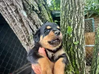 AKC female , a female Rottweiler for sale in Miami, FL – 1 of 8
