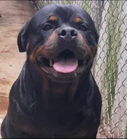 AKC female , a female Rottweiler for sale in Miami, FL – 4 of 6