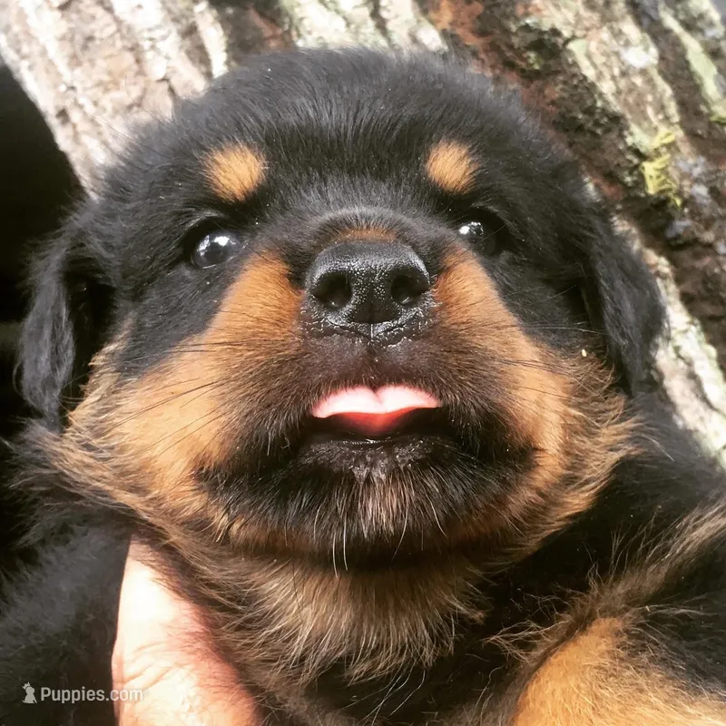 Champion – Rottweiler puppy for sale in Miami, FL
