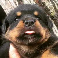 Champion, a male Rottweiler for sale in Miami, FL – 1 of 7