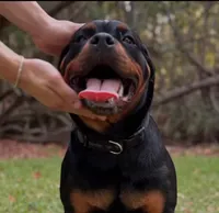 Champion, a male Rottweiler for sale in Miami, FL – 5 of 7