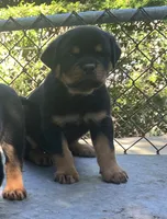 processed/a6052071-a305-44bd-ace0-1b7d9a4a334d/listing/f549837f-e8ba-4cb4-97b9-70877cf42921/34db557c-adb6-40cd-b016-6792b1455c8e