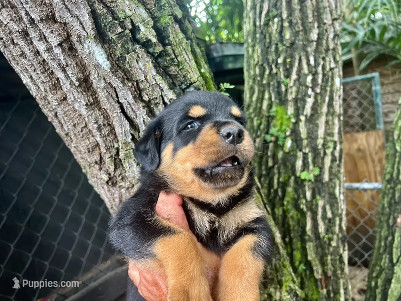 Female AKC – Rottweiler puppy for sale in Miami, FL