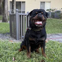 Toma , a male Rottweiler for sale in Miami, FL – 3 of 3