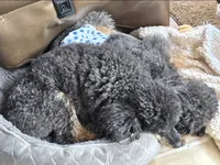 Mishka Biggie Smalls, a female Poodle - Miniature  for sale in Stillwater, MN – 4 of 10