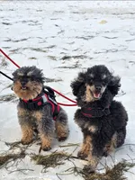 Mishka Biggie Smalls, a female Poodle - Miniature  for sale in Stillwater, MN – 3 of 10