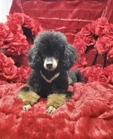 Mishka Biggie Smalls, a female Poodle - Miniature  for sale in Stillwater, MN – 7 of 10