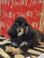 Mishka Biggie Smalls, a female Poodle - Miniature  for sale in Stillwater, MN – 9 of 10