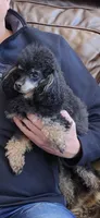 Mishka, a female Poodle - Miniature  for sale in Stillwater, MN – 5 of 5