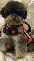 Mishka Biggie Smalls, a female Poodle - Miniature  for sale in Stillwater, MN – 8 of 10