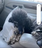 Mishka Biggie Smalls, a female Poodle - Miniature  for sale in Stillwater, MN – 6 of 10