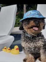 Mishka Biggie Smalls, a female Poodle - Miniature  for sale in Stillwater, MN – 5 of 10