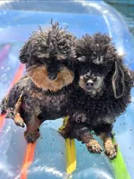 Mishka Biggie Smalls, a female Poodle - Miniature  for sale in Stillwater, MN – 2 of 10