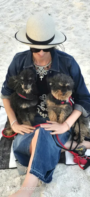 Mishka Biggie Smalls – Poodle - Miniature  puppy for sale in Stillwater, MN