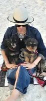 Mishka Biggie Smalls, a female Poodle - Miniature  for sale in Stillwater, MN – 1 of 10