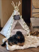 Mishka, a female Poodle - Miniature  for sale in Stillwater, MN – 3 of 5