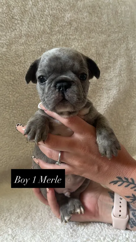 Boy 1  – French Bulldog puppy for sale in Red Bluff, CA