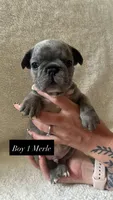 Boy 1 , a male French Bulldog for sale in Red Bluff, CA – 1 of 1