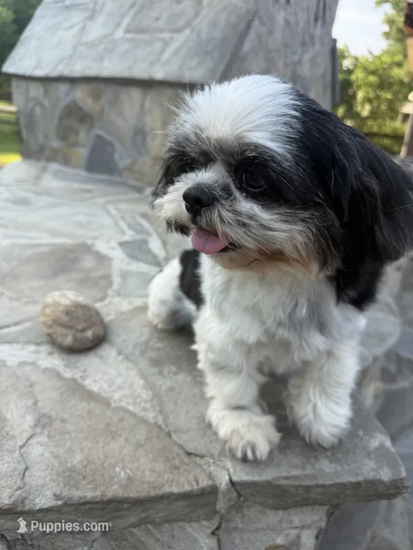 Ori – Shih Tzu puppy for sale in Pikeville, NC