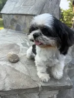 Ori, a female Shih Tzu for sale in Pikeville, NC – 1 of 2