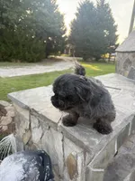 Cayetano, a male Shih Tzu for sale in Pikeville, NC – 2 of 3