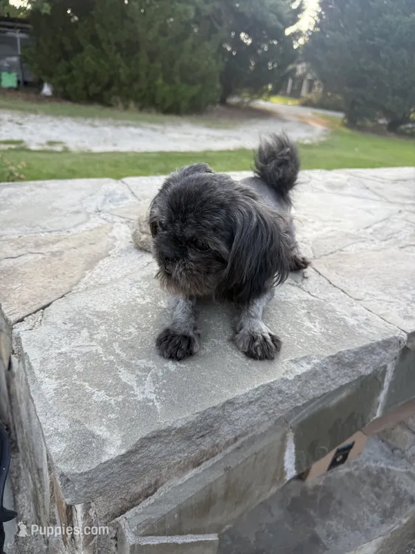 Gigi – Shih Tzu puppy for sale in Pikeville, NC