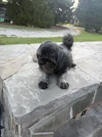 Gigi, a female Shih Tzu for sale in Pikeville, NC – 1 of 1
