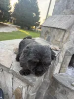 Cayetano, a male Shih Tzu for sale in Pikeville, NC – 3 of 3
