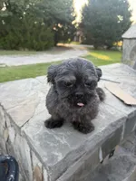Cayetano, a male Shih Tzu for sale in Pikeville, NC – 1 of 3