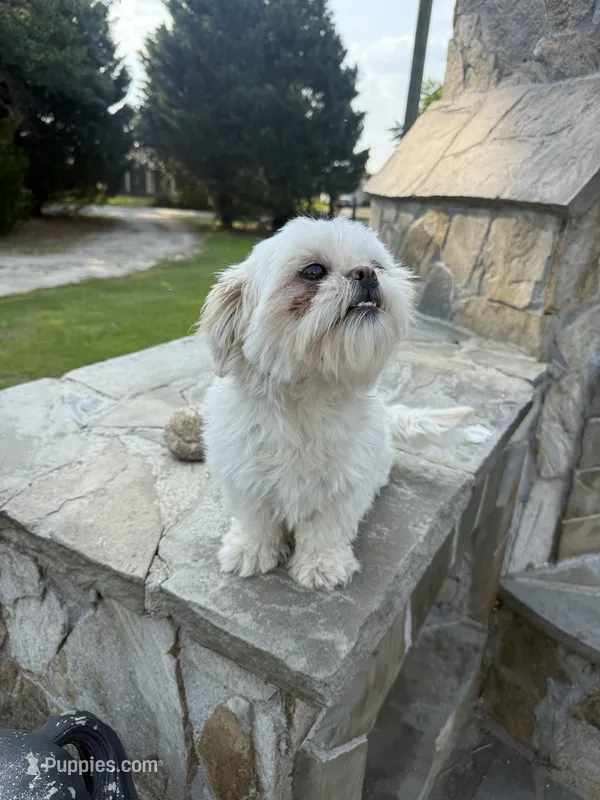 Leah Ashe – Shih Tzu puppy for sale in Pikeville, NC