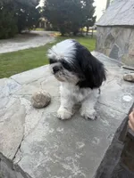 Ori, a female Shih Tzu for sale in Pikeville, NC – 2 of 2