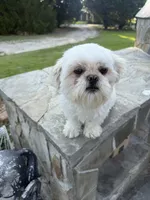 Leah Ashe, a female Shih Tzu for sale in Pikeville, NC – 2 of 2