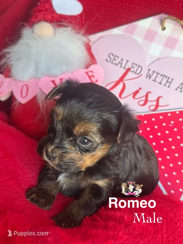 Romeo