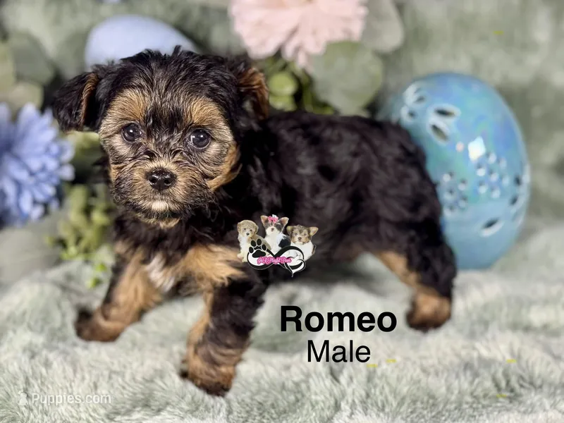 Romeo
