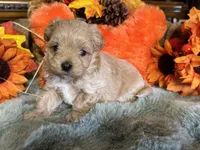 Hazel, a female Maltipoo for sale in Goldsboro, NC – 2 of 2